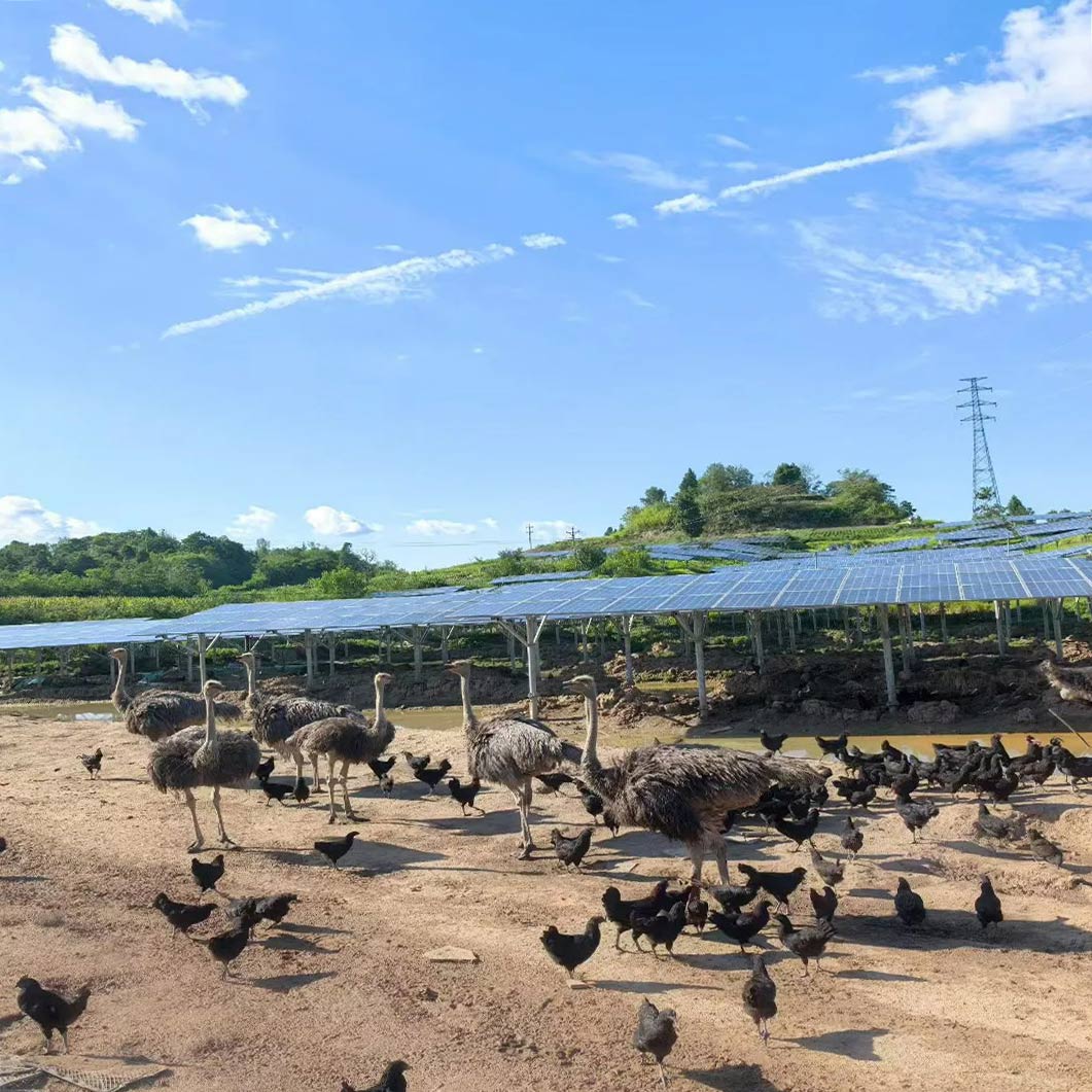 Компания Future Green обеспечивает энергетический переход на австралийской жемчужной ферме 